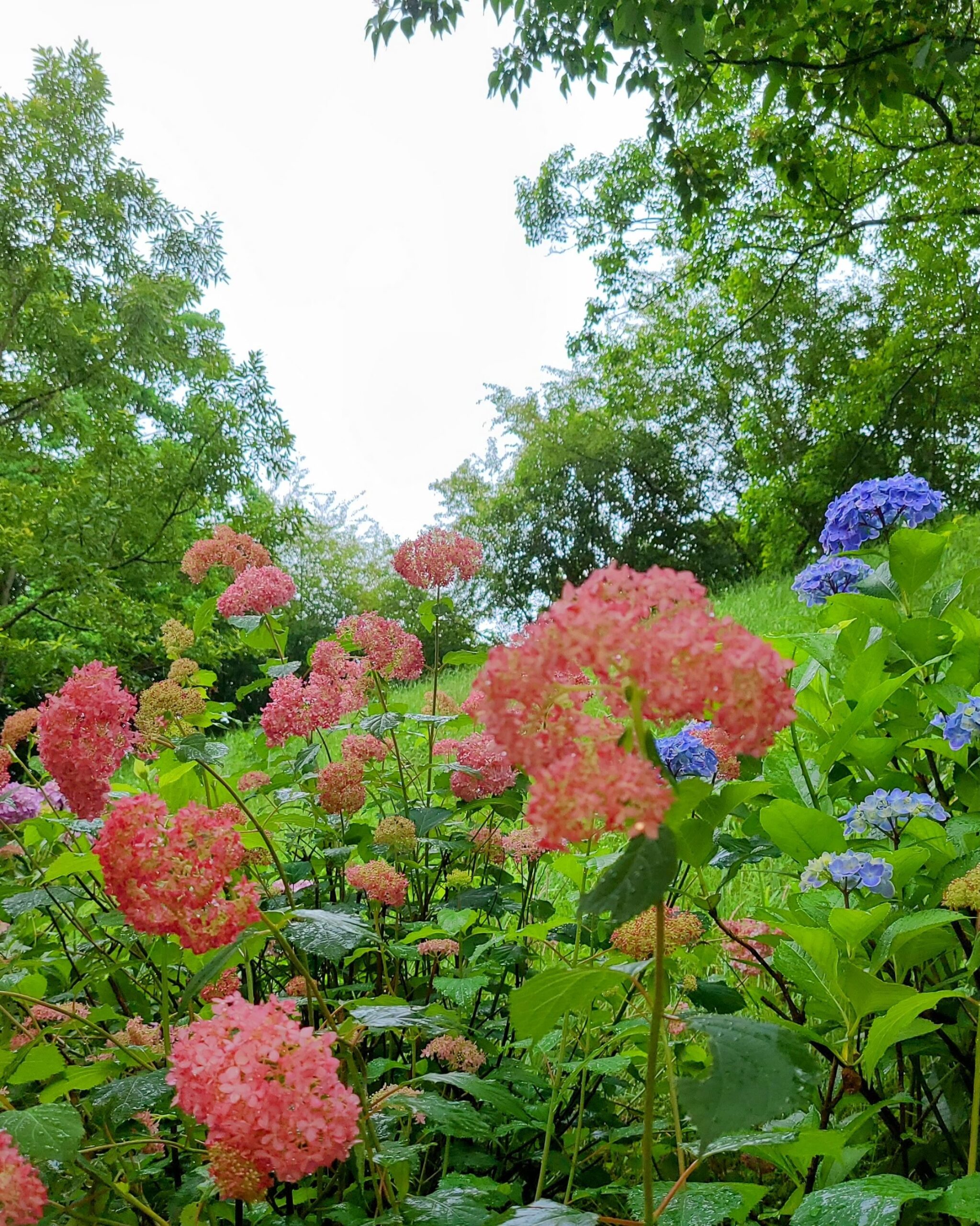 紫陽花01