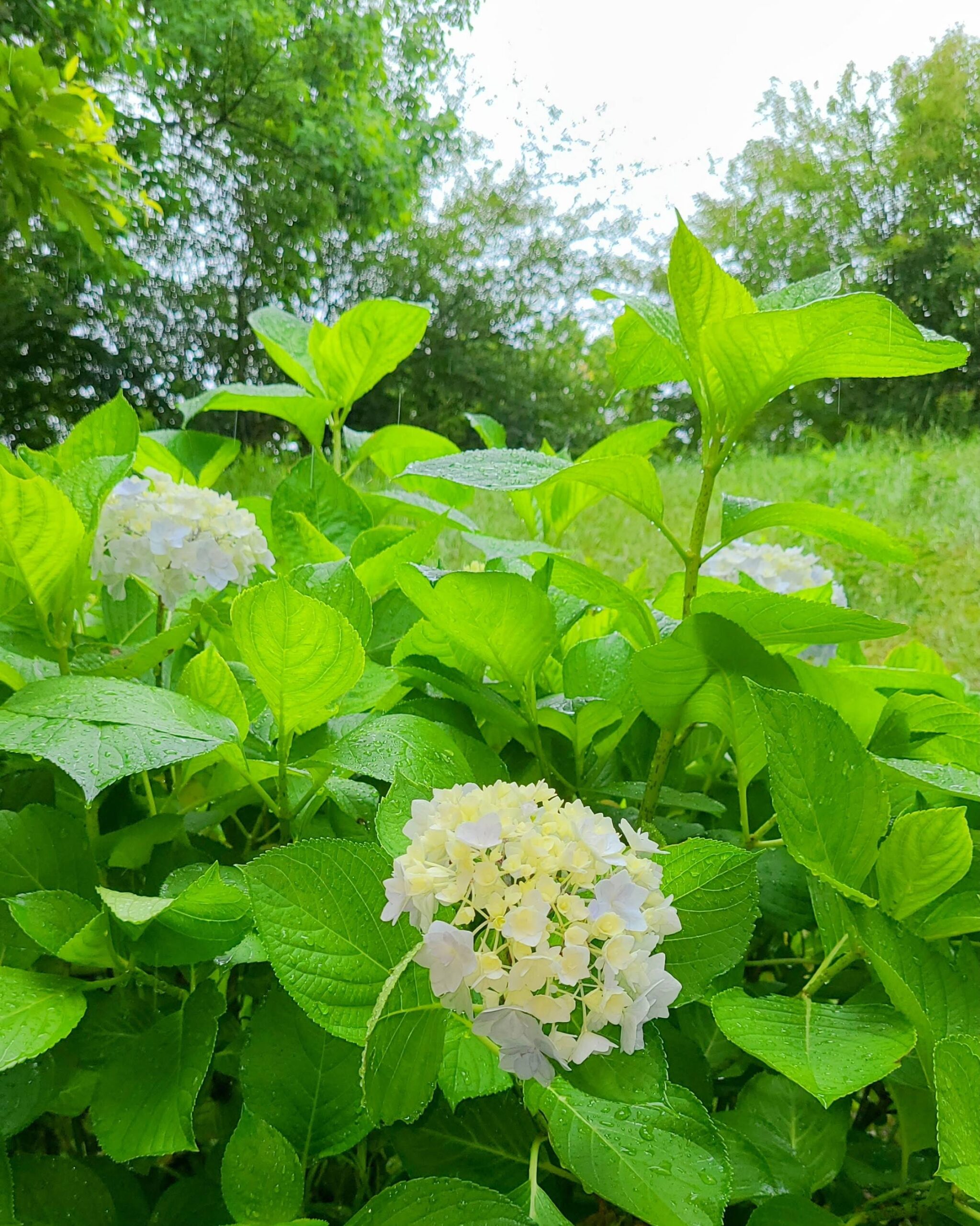 紫陽花04